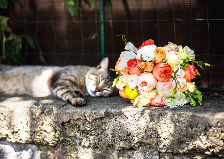 Frau heiratet ihre Katze: Schweizer Gerichte erlauben seit dieser Woche Eheschliessung zwischen Mensch und Tier